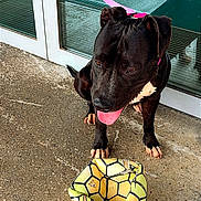 Gaïa a rejoint le concours — aidez-le/la à gagner de superbes lots ! dog, black_dog, leash, pink_leash, concrete_floor, glass_door, deflated_ball, yellow_ball, outdoor, pet, animal, playful, panting, tongue_out, sitting, reflection, daylight, shadow, sidewalk, curious