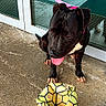 dog, black_dog, leash, pink_leash, concrete_floor, glass_door, deflated_ball, yellow_ball, outdoor, pet, animal, playful, panting, tongue_out, sitting, reflection, daylight, shadow, sidewalk, curious