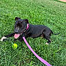 Gaïa a rejoint le concours — aidez-le/la à gagner de superbes lots ! dog, black_dog, grass, outdoor, panting, pink_collar, pink_leash, tennis_ball, playful, pet, canine, nature, field, summer, sunlight, animal, resting, happy, tongue_out, leash