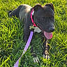 dog, black_dog, grass, outdoor, sunlight, collar, leash, panting, pet, animal, nature, greenery, happy, canine, summer, playful, tongue_out, resting, field, daylight