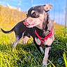 animal, black_dog, blurred_background, canine, cute, daylight, dog, grass, greenery, happy, nature, outdoor, pet, playful, red_harness, small_dog, sunny, tan_dog, tongue_out, walking