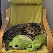 Alvin a rejoint le concours — aidez-le/la à gagner de superbes lots ! animal, cat, chair, cozy, cute, domestic, feline, fur, green_plush, home, indoor, pet, plush_toy, relaxed, resting, soft, tabby_cat, toy, wood_floor, yellow_chair