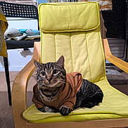 Alvin participe au concours pour gagner de l'argent avec cette photo : cat, tabby_cat, hoodie, yellow_chair, indoor, furniture, pet, animal, cozy, curious, wooden_armchair, clothing, relaxed, domestic, mammal, floor, background, textile, home, casual