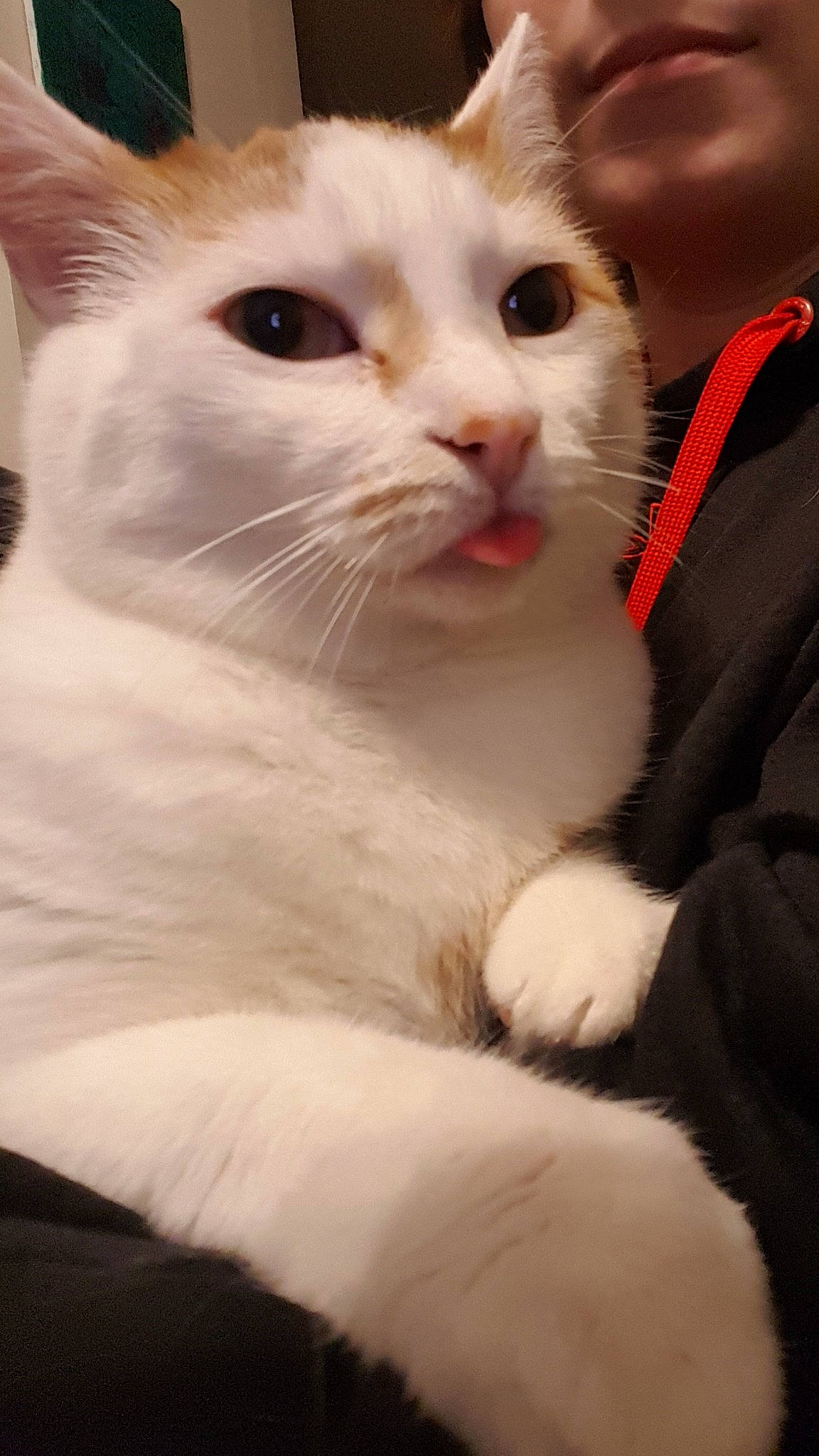 Maru joined the competition — help win amazing prizes! aegean_cat, american_wirehair, asian, burmilla, carnivore, cat, colorpoint_shorthair, eye, felidae, japanese_bobtail, javanese, khao_manee, mammal, nose, ragdoll, small_to_medium_sized_cats, snout, turkish_angora, turkish_van, whiskers