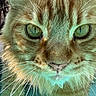 cat, feline, close_up, portrait, green_eyes, whiskers, fur, orange_fur, tabby, face, animal, pet, staring, macro, symmetrical, detailed, golden, turquoise_tint, indoor, photography