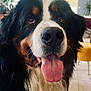 dog, bernese_mountain_dog, tongue_out, close_up, indoor, pet, animal, black_fur, white_fur, brown_fur, happy, cute, fluffy, face, portrait, canine, friendly, house, domestic, mammal