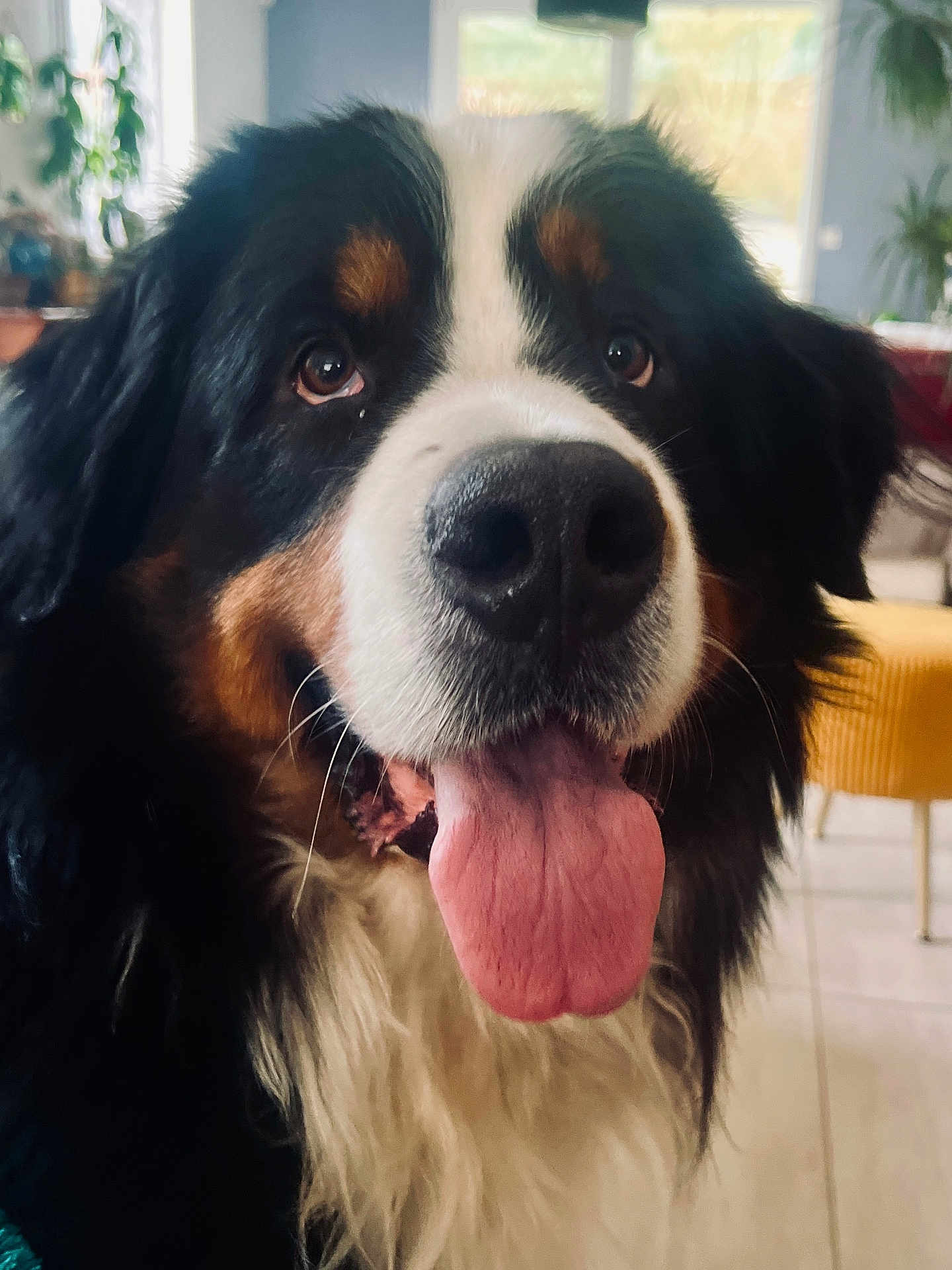 Uby participe au concours pour gagner de l'argent avec cette photo : dog, bernese_mountain_dog, tongue_out, close_up, indoor, pet, animal, black_fur, white_fur, brown_fur, happy, cute, fluffy, face, portrait, canine, friendly, house, domestic, mammal