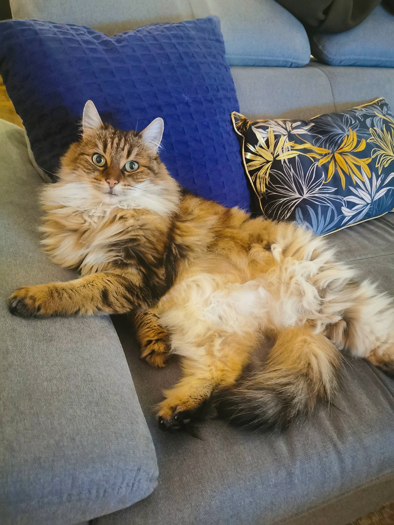 Pistache participe au concours pour gagner de l'argent avec cette photo : british_semi_longhair, carnivore, cat, domestic_long_haired_cat, fawn, felidae, fur, furniture, kitten, maine_coon, mammal, norwegian_forest_cat, persian, ragamuffin, siberian, small_to_medium_sized_cats, somali, tabby_cat, vertebrate, whiskers