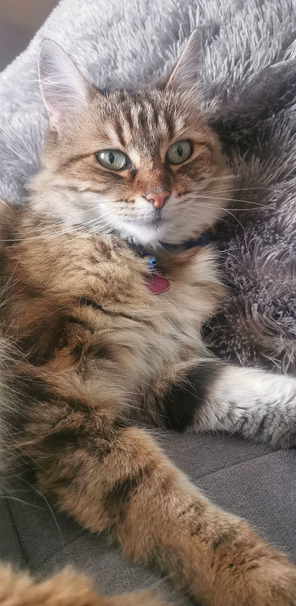 Pistache participe au concours pour gagner de l'argent avec cette photo : asian_semi_longhair, british_semi_longhair, carnivore, cat, domestic_long_haired_cat, domestic_short_haired_cat, european_shorthair, felidae, kitten, maine_coon, mammal, norwegian_forest_cat, pixie_bob, siberian, small_to_medium_sized_cats, snout, tabby_cat, vertebrate, whiskers, wild_cat