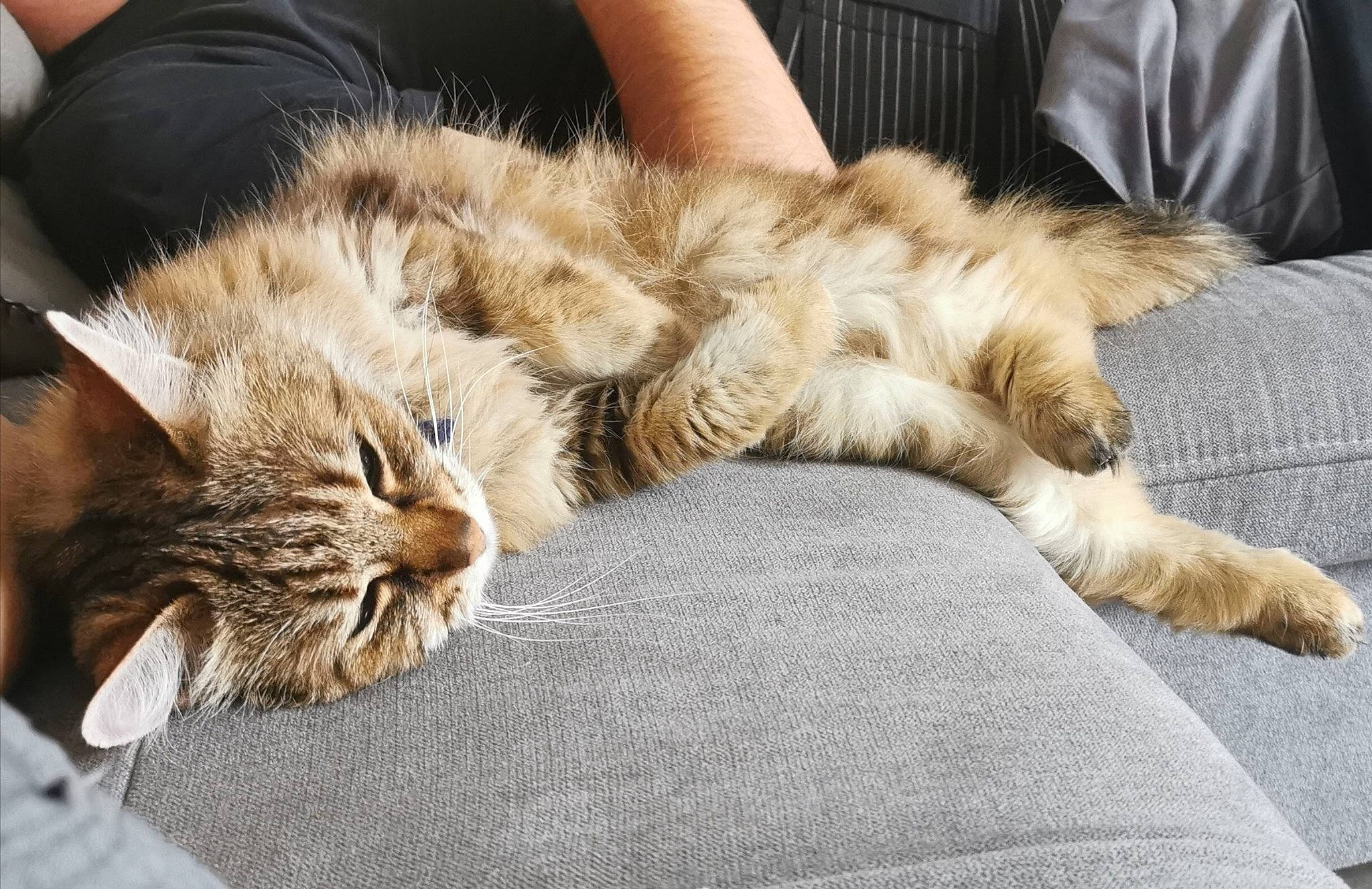 Pistache a rejoint le concours — aidez-le/la à gagner de superbes lots ! carnivore, cat, claw, comfort, domestic_long_haired_cat, ear, fawn, felidae, fur, kitten, maine_coon, nap, norwegian_forest_cat, paw, sleep, small_to_medium_sized_cats, tabby_cat, whiskers