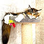 Lynah participe au concours pour gagner de l'argent avec cette photo : calico_cat, cat, cat_tree, close_up, cozy, feather_toy, fur, green_eyes, indoor, longhair, lounging, paw, pet, plush_bed, portrait, relaxed, scratching_post, stone_wall, tail, whiskers
