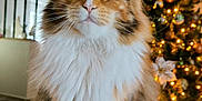 Lynah participe au concours pour gagner de l'argent avec cette photo : cat, christmas_lights, christmas_tree, close_up, cozy, cute, festive, fluffy_fur, green_eyes, holiday_decor, indoor, living_room, long_haired_cat, maine_coon_like, ornaments, paws, pet, portrait, sofa, whiskers