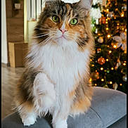 Lynah a rejoint le concours — aidez-le/la à gagner de superbes lots ! cat, christmas_tree, couch, cozy_blanket, curious, fluffy_fur, garland, green_eyes, holiday_decor, indoor, living_room, maine_coon, ornaments, paws_up, pet, portrait, sofa, whiskers, white_paws, wide_eyes