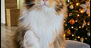 Lynah a rejoint le concours — aidez-le/la à gagner de superbes lots ! cat, christmas_tree, couch, cozy_blanket, curious, fluffy_fur, garland, green_eyes, holiday_decor, indoor, living_room, maine_coon, ornaments, paws_up, pet, portrait, sofa, whiskers, white_paws, wide_eyes