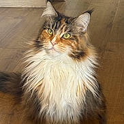 Lynah participe au concours pour gagner de l'argent avec cette photo : calico, cat, closeup, cute, domestic_cat, ears, feline, fluffy, fur, green_eyes, indoor, longhair_cat, mane, nose, pet, portrait, sitting, tabby, whiskers, wood_floor