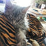 cat, kitten, sleeping, paw, blanket, striped_blanket, fur, whiskers, ear, close_up, nap, cozy, indoor, pet, sofa, table, plant, sunlight, soft_light, living_room