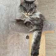 Smoothie a rejoint le concours — aidez-le/la à gagner de superbes lots ! cat, maine_coon, long_hair, grey_fur, pet, feline, cat_tree, scratching_post, dangling_paw, whiskers, green_eyes, close_up, portrait, indoor, cozy, plush_bed, wall_texture, stone_wall, relaxed, majestic