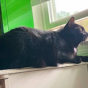 Taco joined the competition — help win amazing prizes! animal, black_cat, cat, close_up, contemplative, daylight, domestic_animal, ear, feline, fur, furniture, green_wall, indoor, looking_out, pet, relaxed, side_view, whiskers, white_furniture, window