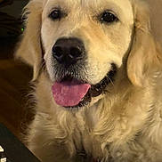 Teddebear is registered to the contest to win money with this photo: dog, golden_retriever, pet, canine, tongue_out, close_up, indoor, fur, animal, friendly, face, portrait, mammal, cute, happy, domestic_animal, looking_at_camera, warm_lighting, cozy, companion