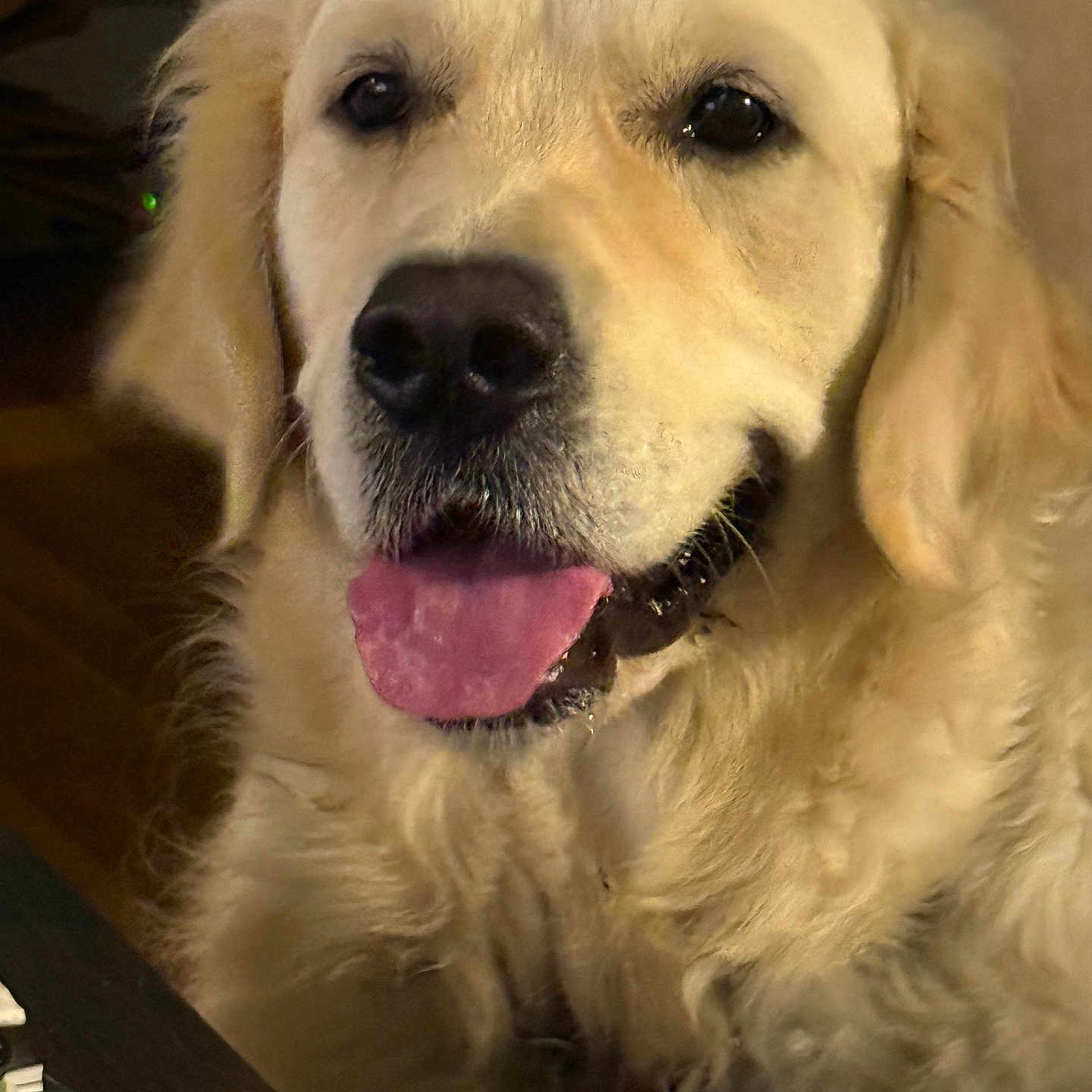 Teddebear is registered to the contest to win money with this photo: animal, canine, close_up, companion, cozy, cute, dog, domestic_animal, face, friendly, fur, golden_retriever, happy, indoor, looking_at_camera, mammal, pet, portrait, tongue_out, warm_lighting
