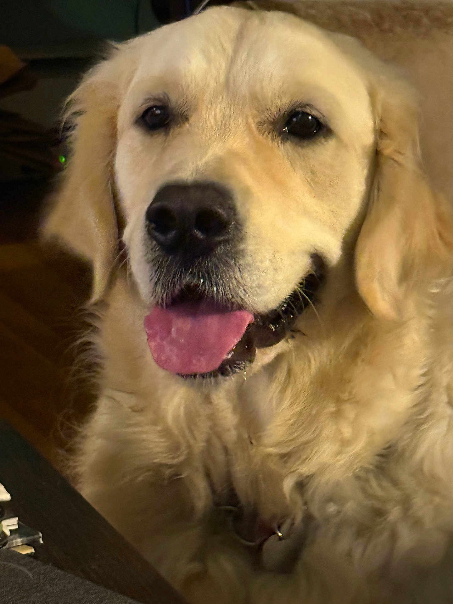 Teddebear is registered to the contest to win money with this photo: dog, golden_retriever, pet, canine, tongue_out, close_up, indoor, fur, animal, friendly, face, portrait, mammal, cute, happy, domestic_animal, looking_at_camera, warm_lighting, cozy, companion