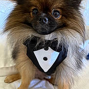 Butterbean is registered to the contest to win money with this photo: dog, pomeranian, tuxedo, pet, fluffy, cute, portrait, indoor, fur, small_dog, animal, close_up, expression, eyes, adorable, costume, sitting, white_background, fancy, black_and_white