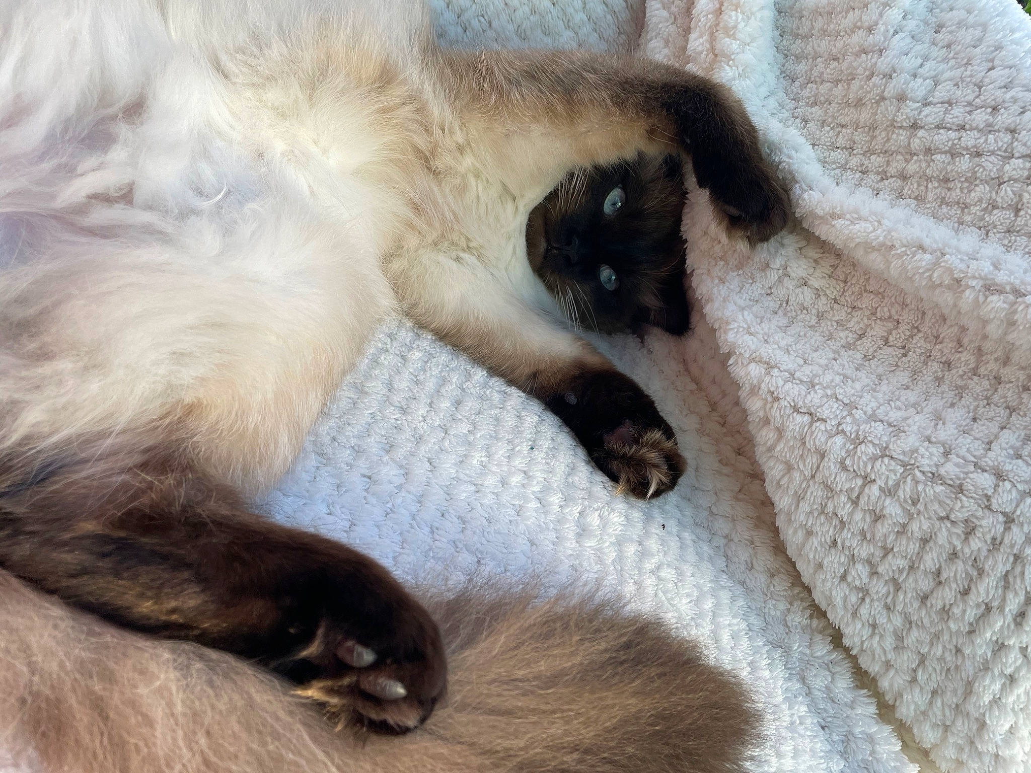 Maïdo a rejoint le concours — aidez-le/la à gagner de superbes lots ! balinese, canidae, carnivore, cat, claw, comfort, companion_dog, dog_breed, fawn, felidae, fur, linens, nap, paw, siamese, small_to_medium_sized_cats, sporting_group, tail, thai, whiskers