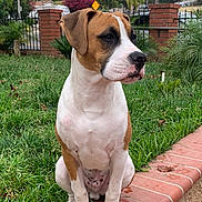 Emmitt is registered to the contest to win money with this photo: attentive, brick, brown, calm, canine, daylight, dog, fence, garden, grass, leash_free, nature, outdoor, paws, pet, side_view, sitting, suburban, trees, white