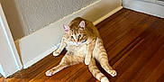 Stanley joined the competition — help win amazing prizes! cat, ginger_cat, wooden_floor, indoor, wall, vent, peeling_paint, pet, animal, feline, cute, relaxed, sitting, curious, floorboards, domestic, home, fur, whiskers, ears