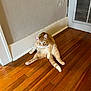 cat, ginger_cat, wooden_floor, indoor, wall, vent, peeling_paint, pet, animal, feline, cute, relaxed, sitting, curious, floorboards, domestic, home, fur, whiskers, ears