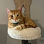 Stanley joined the competition — help win amazing prizes! cat, ginger_cat, pet, indoor, cat_tree, fluffy, perch, green_collar, wooden_decoration, ghost_shape, wall, relaxed, feline, cute, whiskers, ears, pink_nose, tail, toy_ball, cozy
