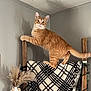 Stanley is registered to the contest to win money with this photo: cat, orange_tabby, blanket_ladder, plaid_blanket, indoor, cozy, decor, pampas_grass, vase, wooden_ladder, curious_cat, home_interior, neutral_wall, pet, feline, animal, domestic_cat, furniture, resting_cat, curious