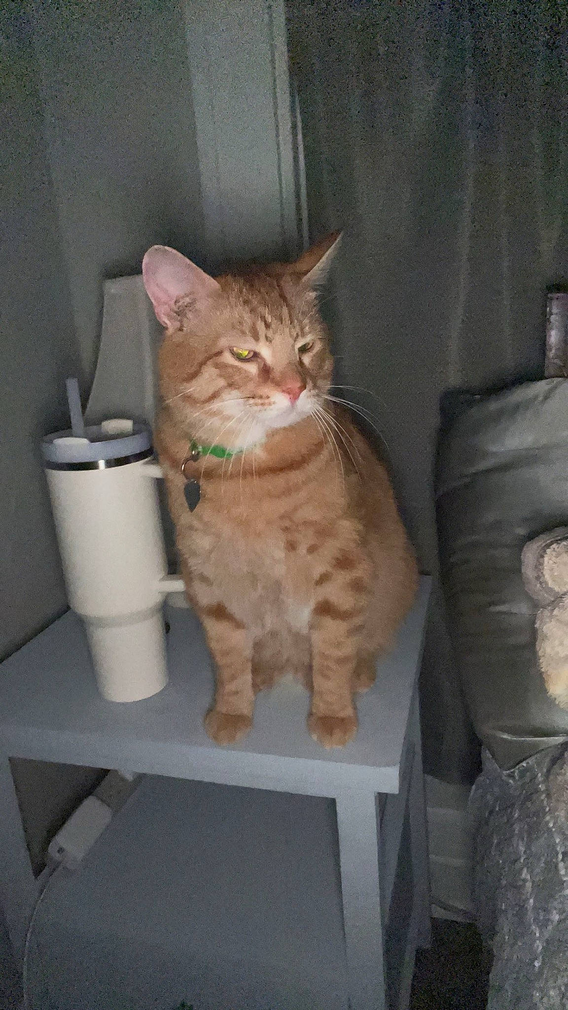 Larry joined the competition — help win amazing prizes! carnivore, cat, cat_supply, cylinder, domestic_short_haired_cat, fawn, felidae, fur, gas, household_supply, paper_towel, pet_supply, small_to_medium_sized_cats, table, tail, tissue_paper, toilet_paper, whiskers, wood