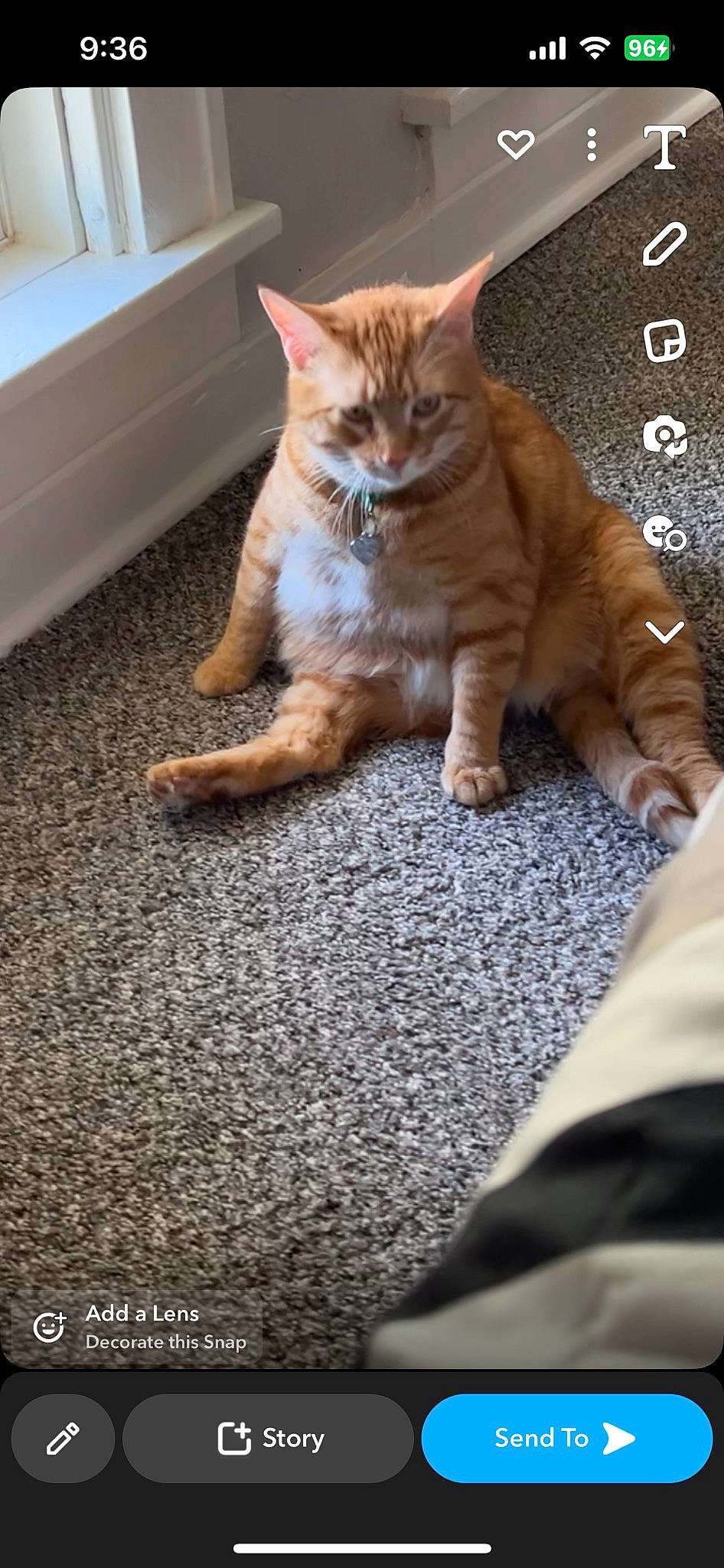 Larry joined the competition — help win amazing prizes! asphalt, carnivore, carpet, cat, comfort, domestic_short_haired_cat, fawn, felidae, flooring, foot, fur, human_leg, paw, plant, road_surface, small_to_medium_sized_cats, tail, tree, whiskers, wood