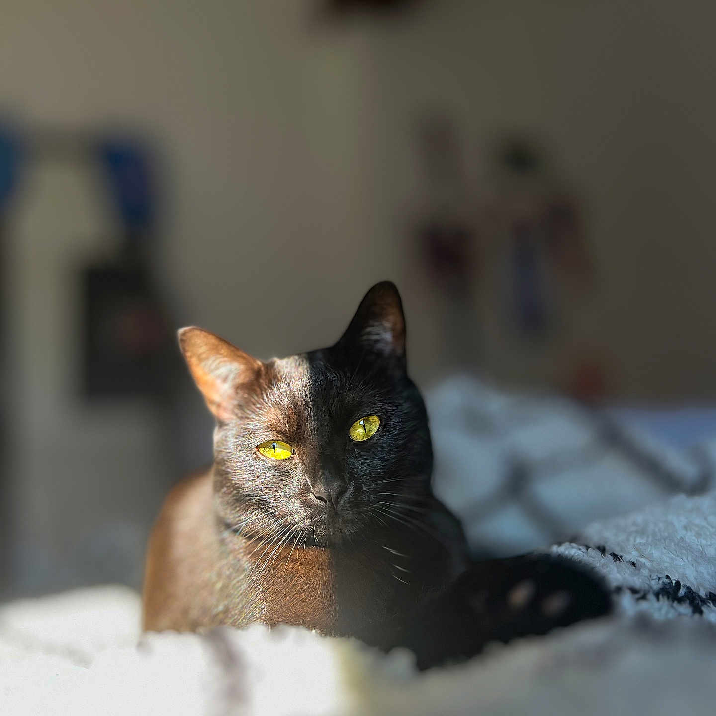 Uno a rejoint le concours — aidez-le/la à gagner de superbes lots ! abyssinian, animal, blackcat, cat, kitten, manx, pet, siamese