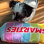 Pepper joined the competition — help win amazing prizes! animal, black_and_white, close_up, colorful, cushion, cute, dog, fur, home, indoor, pet, playful, puppy, small_dog, soft, striped, sunlight, text, wooden_floor, young_dog