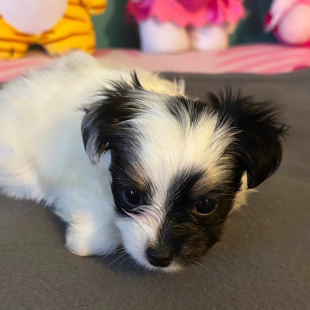Pepper joined the competition — help win amazing prizes! animal, background, black_and_white, close_up, colorful, cozy, cute, dog, fur, gray_surface, hello_kitty, indoor, lying_down, pet, plush_toy, puppy, sleepy, small, soft_toy, young