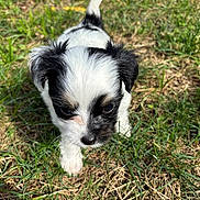 Pepper joined the competition — help win amazing prizes! adorable, animal, black_and_white, canine, closeup, curious, cute, daylight, dog, fur, grass, mammal, nature, outdoor, pet, playful, puppy, small, walking, young