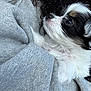 Pepper joined the competition — help win amazing prizes! animal, black_and_white, close_up, companion, cozy, curly_hair, cute, dog, fur, gray, indoor, looking_away, pet, portrait, puppy, small, snuggled, soft, sweater, young