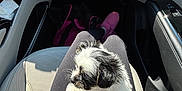 Pepper is registered to the contest to win money with this photo: bag, black_and_white, car_interior, casual, clothing, cozy, dog, furry, indoor, lap, person, pet, puppy, seat, seatbelt, shadow, slipper, small_dog, sunlight, window