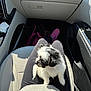 bag, black_and_white, car_interior, casual, clothing, cozy, dog, furry, indoor, lap, person, pet, puppy, seat, seatbelt, shadow, slipper, small_dog, sunlight, window