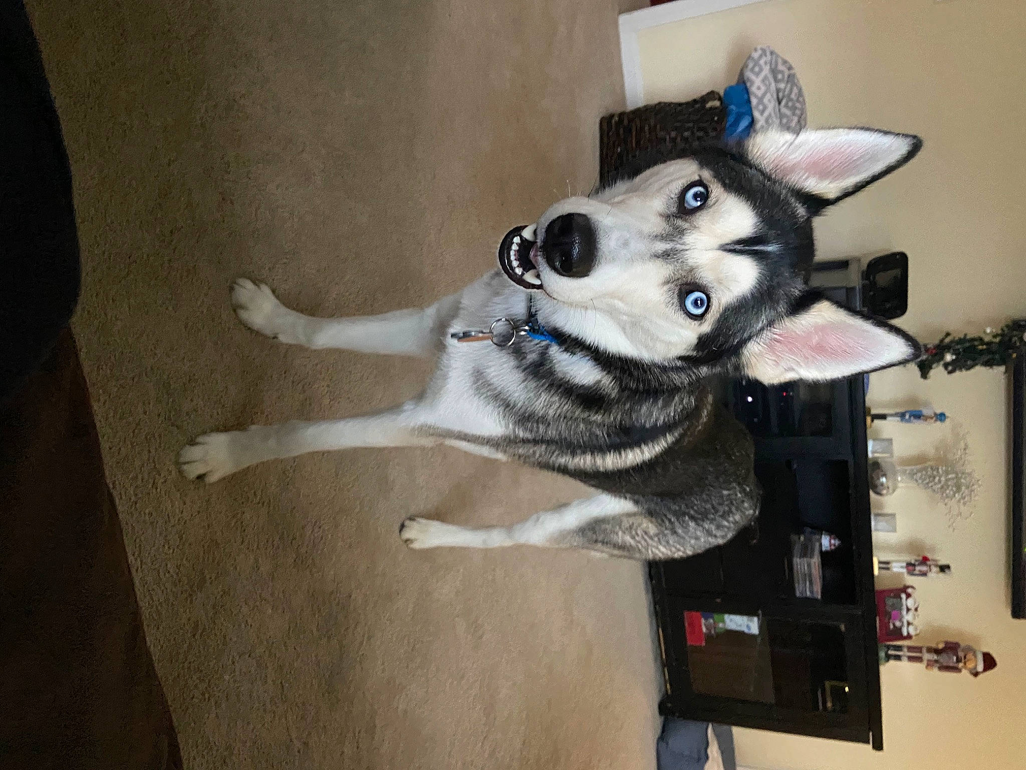 Loki is registered to the contest to win money with this photo: canidae, carnivore, companion_dog, dog, dog_breed, fawn, flooring, foot, fur, grey, non_sporting_group, paw, picture_frame, siberian_husky, sled_dog, snout, sporting_group, tail, working_animal, working_dog