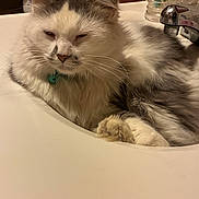 Chloe joined the competition — help win amazing prizes! cat, fluffy, white, gray, sink, bathroom, faucet, toothbrush, domestic, relaxed, pet, fur, whiskers, closeup, indoor, sleepy, animal, cute, companion, household