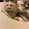 cat, fluffy, white, gray, sink, bathroom, faucet, toothbrush, domestic, relaxed, pet, fur, whiskers, closeup, indoor, sleepy, animal, cute, companion, household
