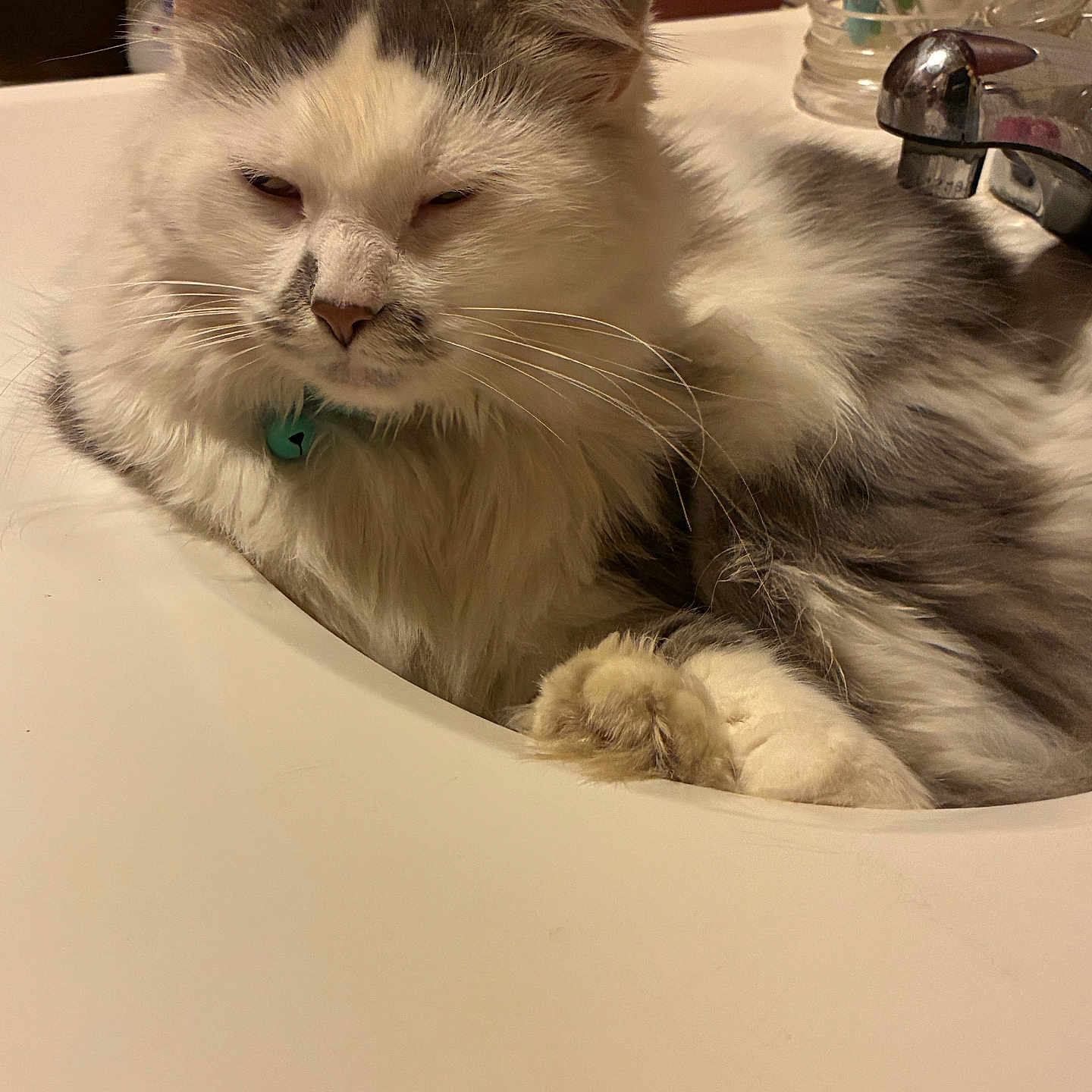 Chloe joined the competition — help win amazing prizes! cat, fluffy, white, gray, sink, bathroom, faucet, toothbrush, domestic, relaxed, pet, fur, whiskers, closeup, indoor, sleepy, animal, cute, companion, household