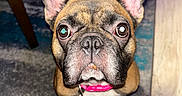 Nyla joined the competition — help win amazing prizes! dog, french_bulldog, pet, portrait, close_up, wide_eyed, upright_ears, short_snout, brindle_coat, pink_collar, indoor, home, carpet, furniture, table, wood, floor, centered, funny, alert