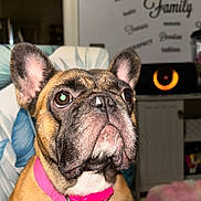 Nyla is registered to the contest to win money with this photo: dog, french_bulldog, pet, portrait, close_up, sitting, indoors, collar, pink_collar, wrinkles, short-haired, brown_dog, white_chest, large_ears, dark_eyes, flash_photography, furniture, bed, home_decor, funny_expression