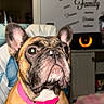 dog, french_bulldog, pet, portrait, close_up, sitting, indoors, collar, pink_collar, wrinkles, short-haired, brown_dog, white_chest, large_ears, dark_eyes, flash_photography, furniture, bed, home_decor, funny_expression