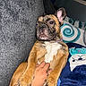 Nyla joined the competition — help win amazing prizes! dog, french_bulldog, pet, animal, portrait, close_up, sitting, lying_down, back, paws, ears, wrinkled_face, tongue, brown_coat, white_chest, collar, human_hand, couch, blanket, indoor