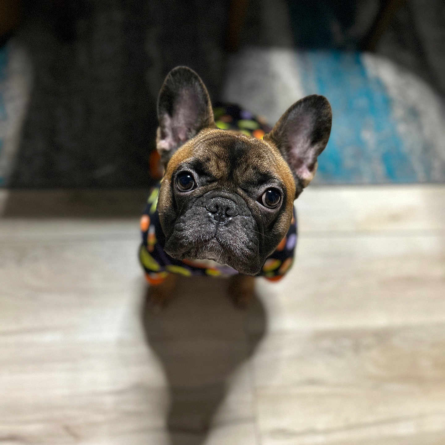 Nyla